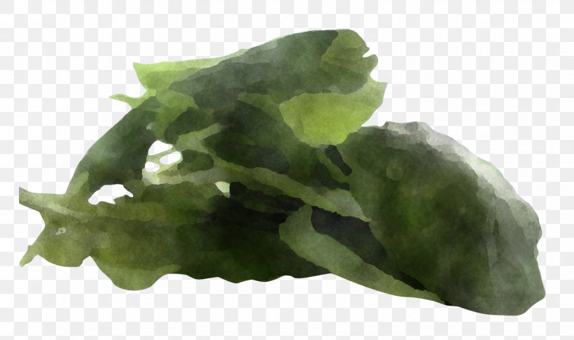 Leaf Leaf Vegetable Plant Spinach Vegetable, PNG, 1608x954px, Leaf, Flower, Food, Herb, Jade Download Free