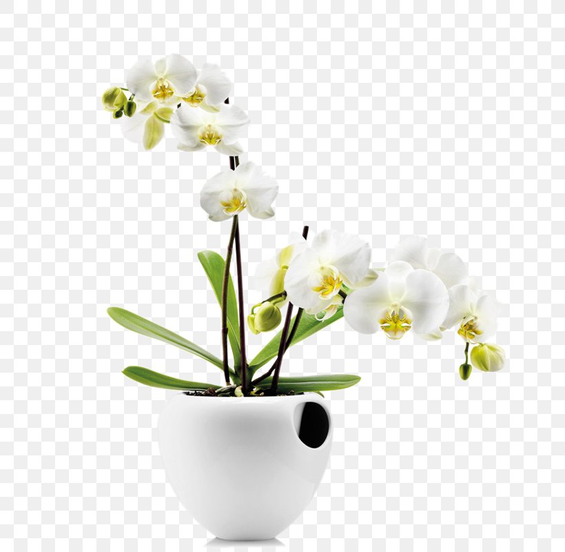 Orchids Water Storage Watering Can Flowerpot Plant, PNG, 800x800px, Orchids, Blossom, Branch, Cut Flowers, Eva Solo A S Download Free
