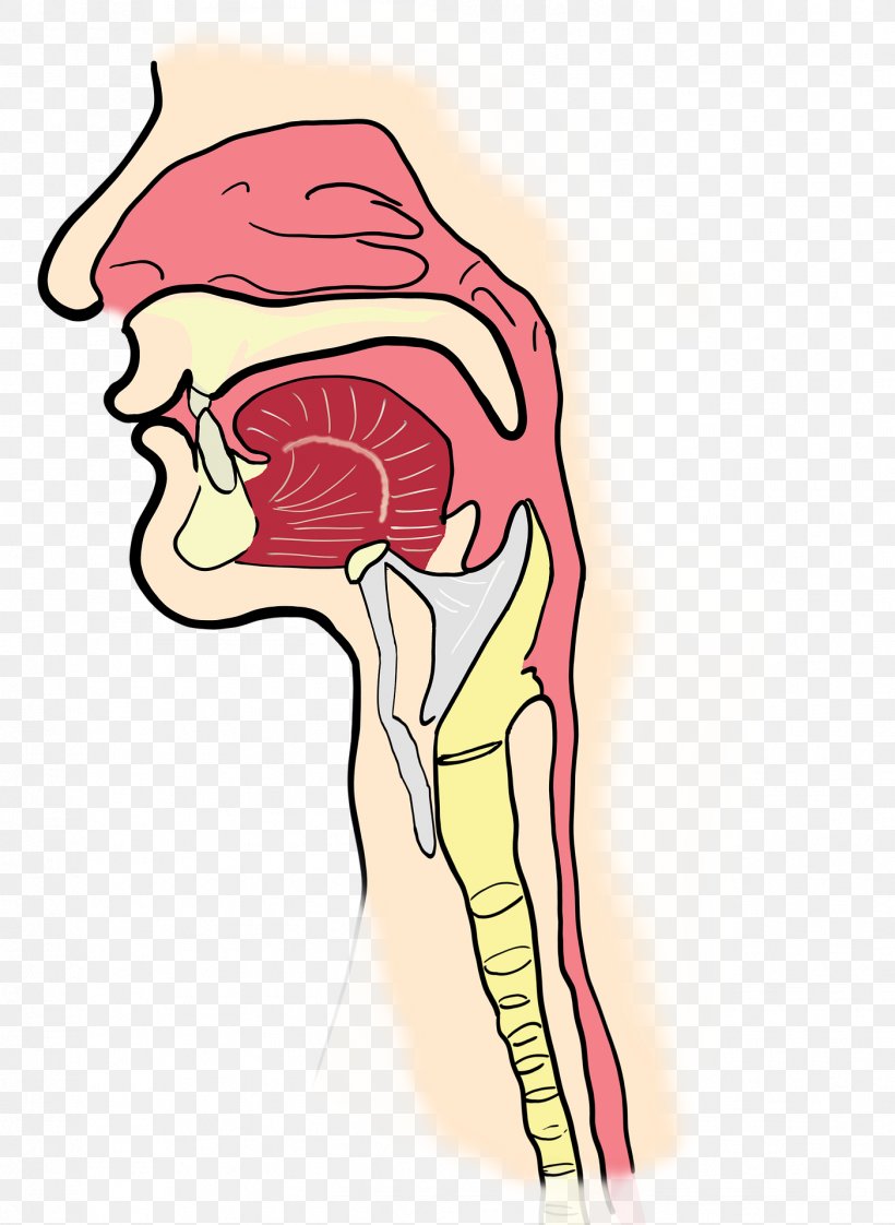 Pharynx Otorhinolaryngology Throat Larynx Sinus, PNG, 1402x1920px, Watercolor, Cartoon, Flower, Frame, Heart Download Free