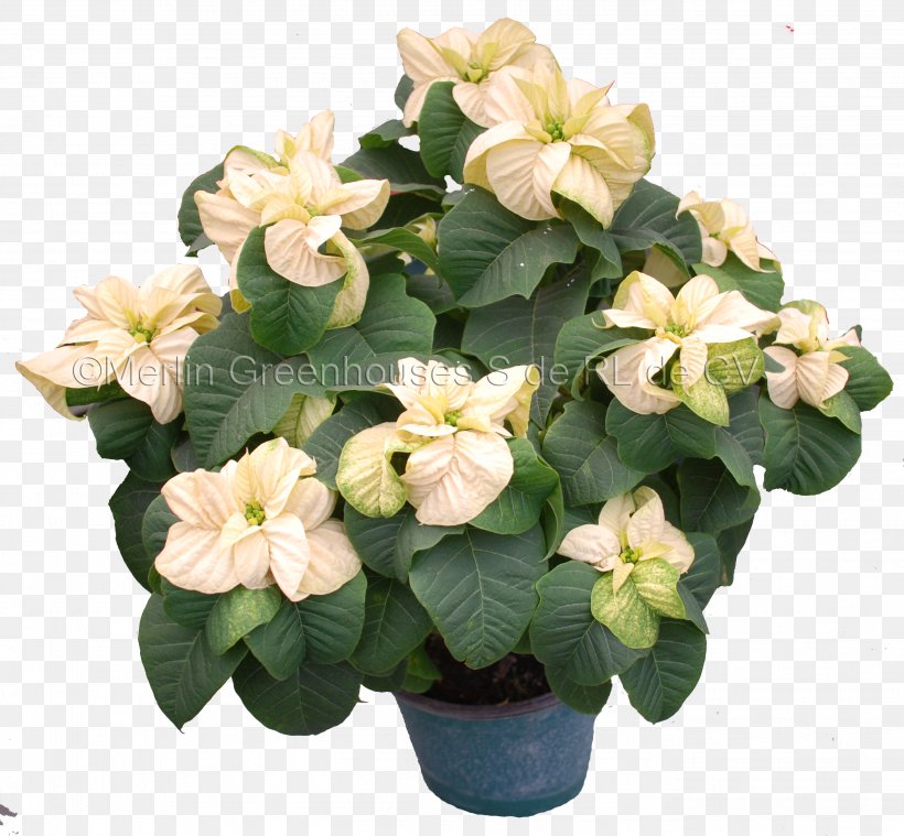 Poinsettia Floral Design Flowerpot Houseplant, PNG, 2746x2544px, Poinsettia, Artificial Flower, Bract, Christmas, Christmas Eve Download Free