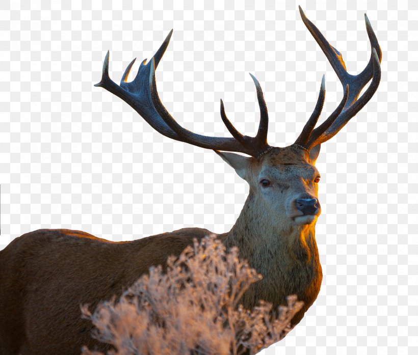 White-tailed Deer Image Resolution Wallpaper, PNG, 1880x1600px, 4k  Resolution, Deer, Animal, Antler, Display Resolution Download