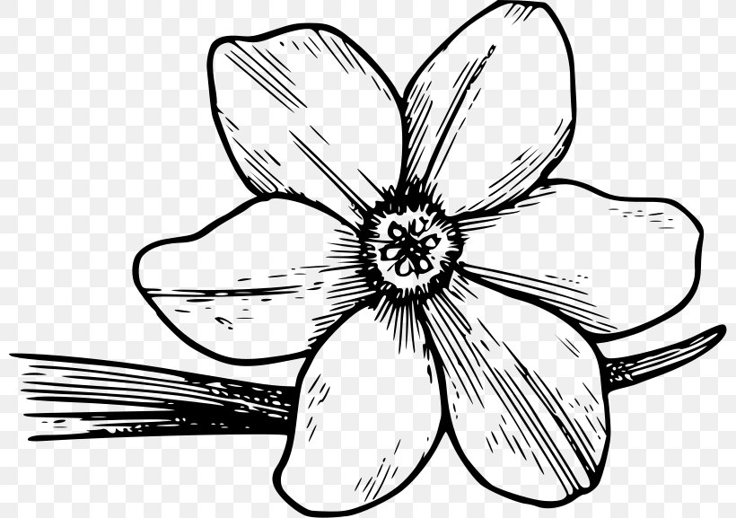 Flowering Dogwood Drawing Clip Art, PNG, 800x577px, Flowering Dogwood, Artwork, Black And White, Cut Flowers, Dogwood Download Free