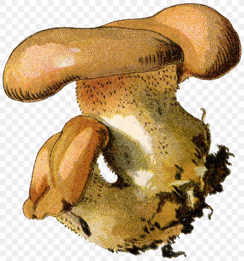 Pleurotus Eryngii Oyster Mushroom Russula Integra Shiitake Common Mushroom, PNG, 1685x1800px, Pleurotus Eryngii, Agaricaceae, Agaricomycetes, Agaricus, Bolete Download Free