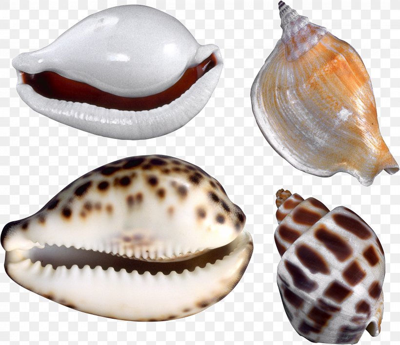Cockle Conchology Nautilida Seashell, PNG, 2902x2506px, Cockle, Clam, Clams Oysters Mussels And Scallops, Conch, Conchology Download Free