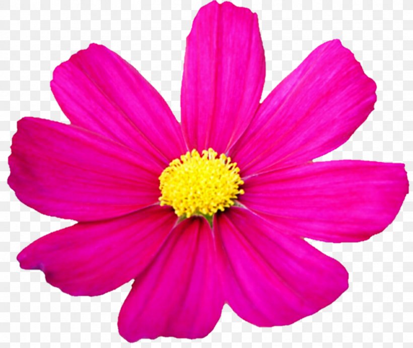 Garden Cosmos Cosmos Mengeling BIO Flower Seed, PNG, 1024x863px, Garden Cosmos, Annual Plant, Aster, Chrysanths, Cosmos Download Free