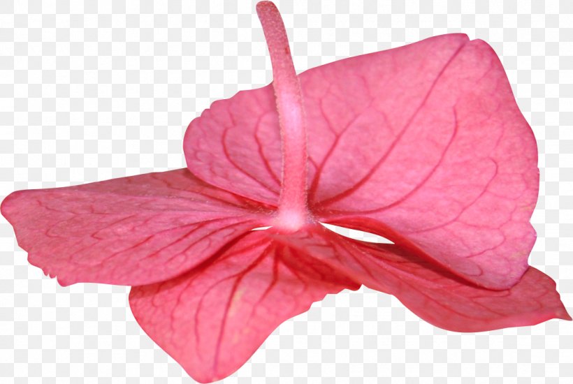 Pink M Close-up RTV Pink Flowering Plant, PNG, 1119x751px, Pink M, Closeup, Flower, Flowering Plant, Magenta Download Free