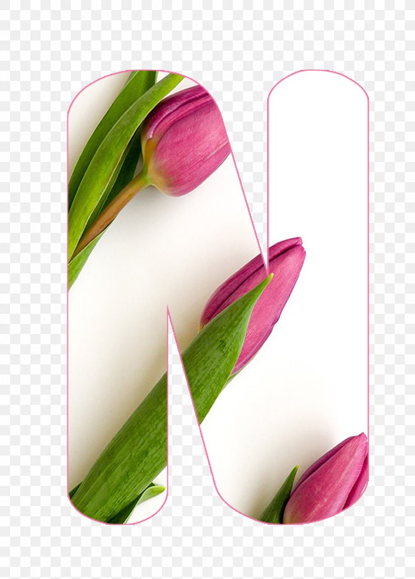 Tulip Still Life Photography Plant Stem, PNG, 1146x1600px, Tulip, Bud, Flower, Flowering Plant, Lily Family Download Free