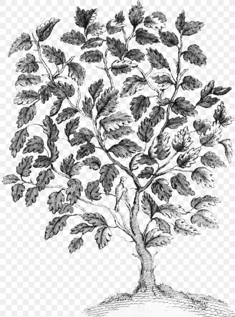 Twig Drawing Plant Stem Leaf /m/02csf, PNG, 1339x1800px, Twig, Black And White, Branch, Drawing, Flora Download Free