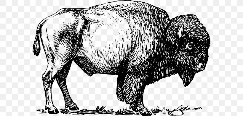 American Bison Clip Art, PNG, 600x394px, American Bison, Art, Bison, Black And White, Bull Download Free