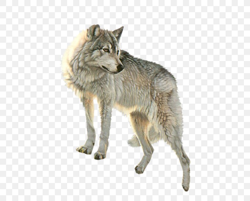Dog Arctic Wolf Clip Art, PNG, 532x659px, Dog, Arctic Wolf, Black Wolf, Canis Lupus Tundrarum, Carnivoran Download Free