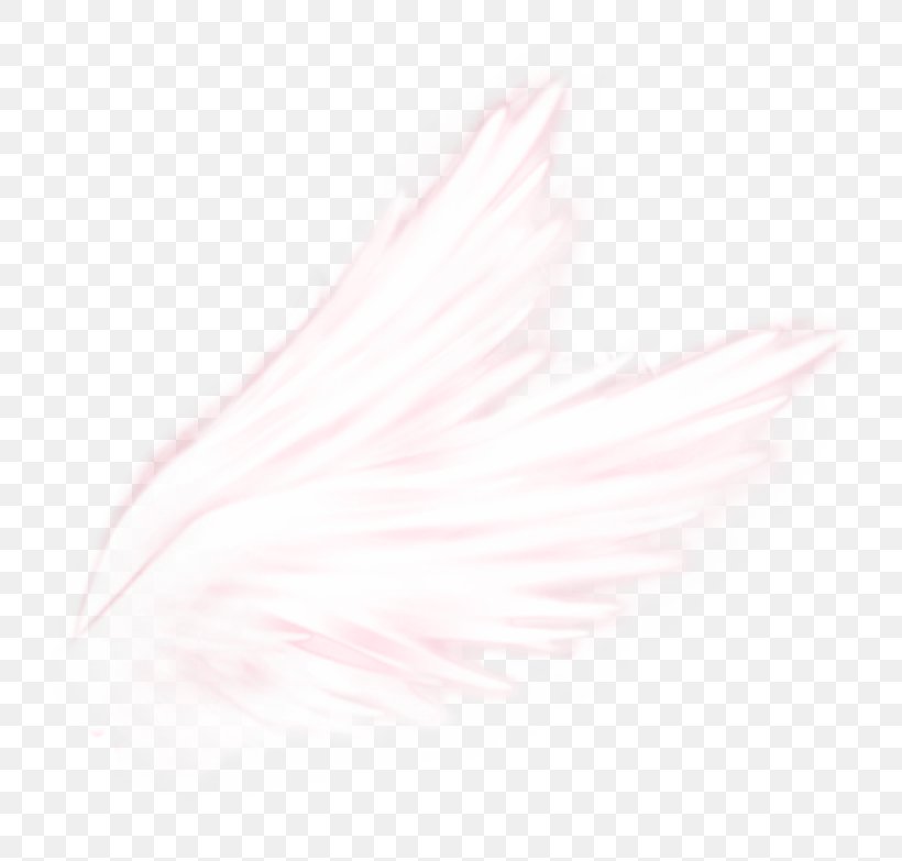 Feather Close-up Pink M, PNG, 800x783px, Feather, Closeup, Petal, Pink, Pink M Download Free