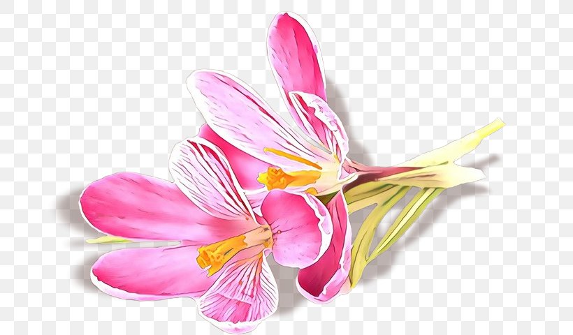 Flower Petal Pink Plant Cut Flowers, PNG, 700x480px, Cartoon, Cut Flowers, Flower, Lily Family, Peruvian Lily Download Free