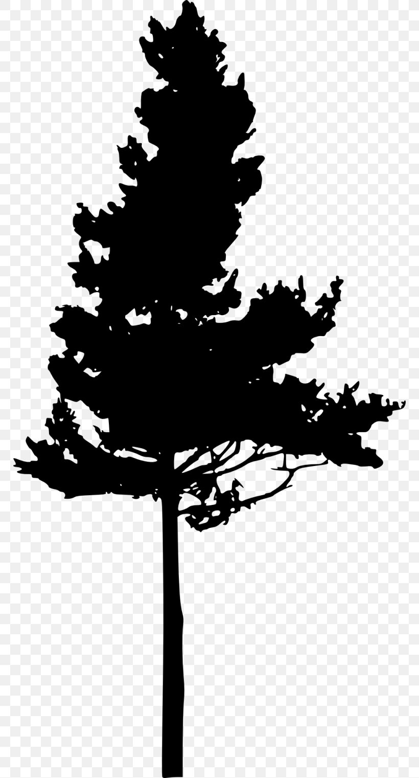 Pine Eastern Hemlock Tree Clip Art, PNG, 768x1521px, Pine, Bicast Leather, Black And White, Branch, Conifer Download Free