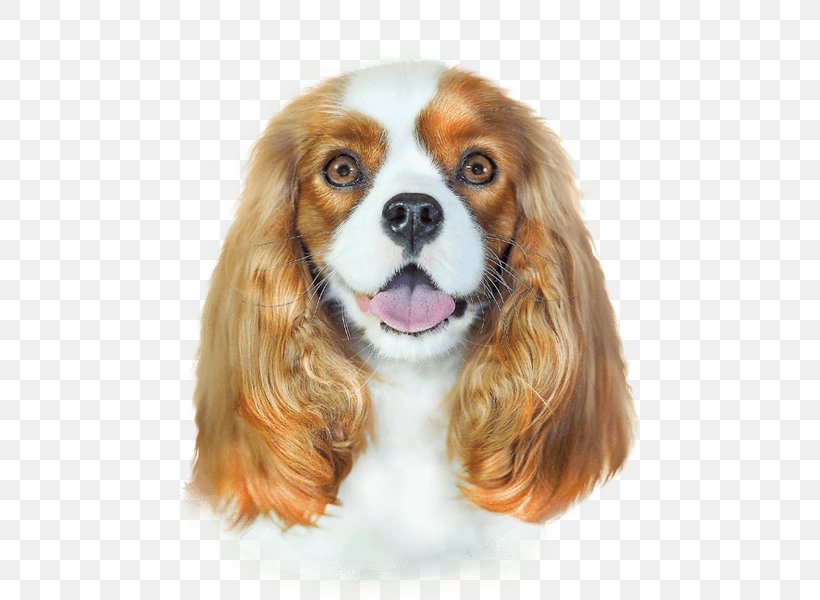 Cavalier King Charles Spaniel Hair Conditioner Shampoo Argan Oil Dog Breed, PNG, 500x600px, Cavalier King Charles Spaniel, Argan Oil, Balsam, Carnivoran, Coat Download Free