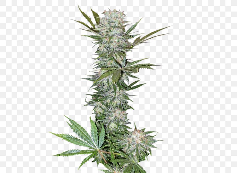 Feminized Cannabis Haze Cultivar Seed, PNG, 525x600px, Cannabis, Artikel, Barneys New York, Blossom, Cannabis Sativa Download Free