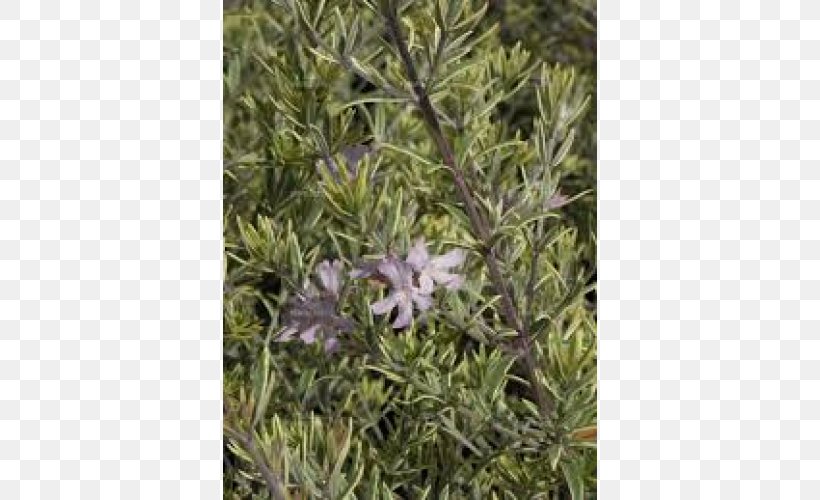 Rosemary Flora Lavender Herb Shrub, PNG, 500x500px, Rosemary, Flora, Flower, Groundcover, Herb Download Free