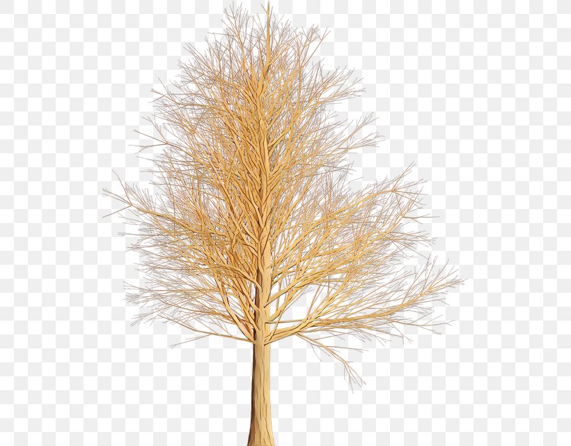 White Pine Tree Red Pine Branch Plant, PNG, 525x640px, Cartoon, American Larch, Branch, Grass, Grass Family Download Free