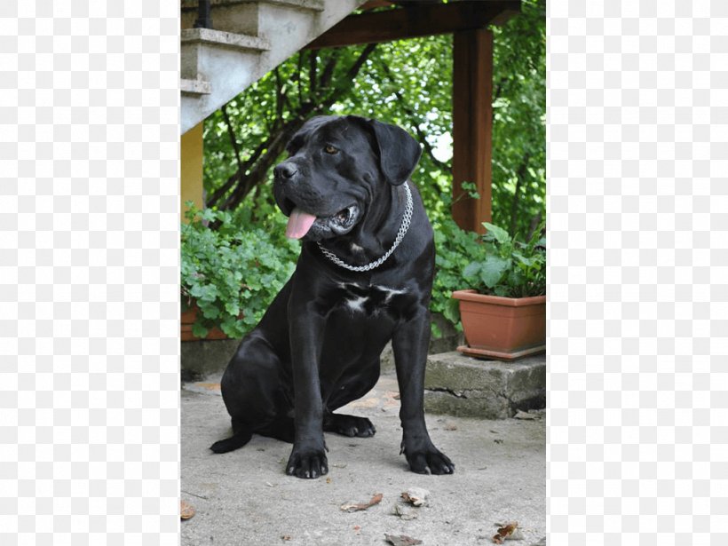 Cane Corso Labrador Retriever Pug Dog Breed Sporting Group, PNG, 1024x768px, Cane Corso, Breed, Carnivoran, Dog, Dog Breed Download Free