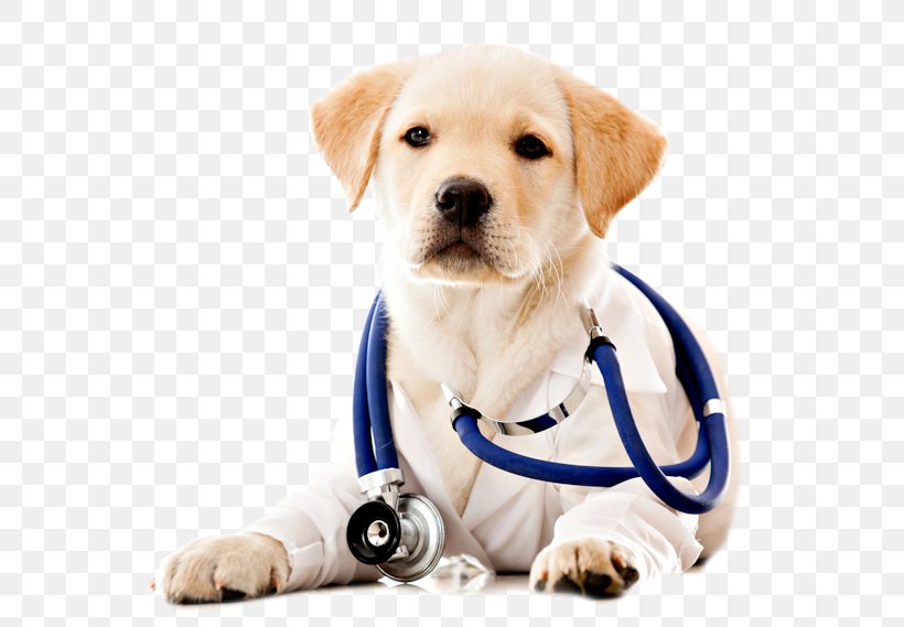 Dog Pet Veterinarian Health Care, PNG, 598x569px, Dog, Animal Rescue Group, Animal Shelter, Carnivoran, Companion Dog Download Free