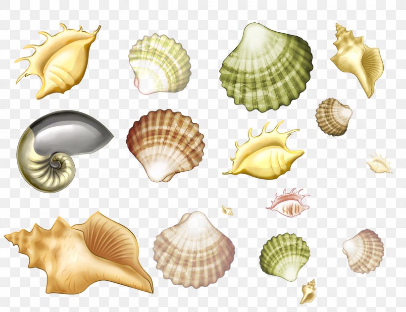 Mollusc Shell Seashell Conchology Drawing Sea Snail, PNG, 1300x1000px, Mollusc Shell, Beach, Clam, Clams Oysters Mussels And Scallops, Cockle Download Free