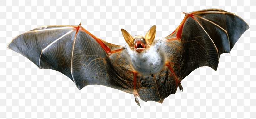 Bat Clip Art, PNG, 1565x732px, Bat, Display Resolution, Image Resolution, Mammal, Sticker Download Free