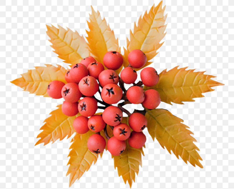 Berries Rowan Desktop Wallpaper Slender Roman Tree, PNG, 791x662px, Berries, Berry, Fruit, Frutti Di Bosco, Image Sharing Download Free