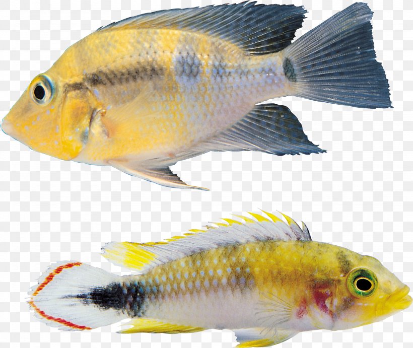 Fish Icon, PNG, 2049x1729px, Goldfish, Bony Fish, Digital Image, Fauna, Feeder Fish Download Free