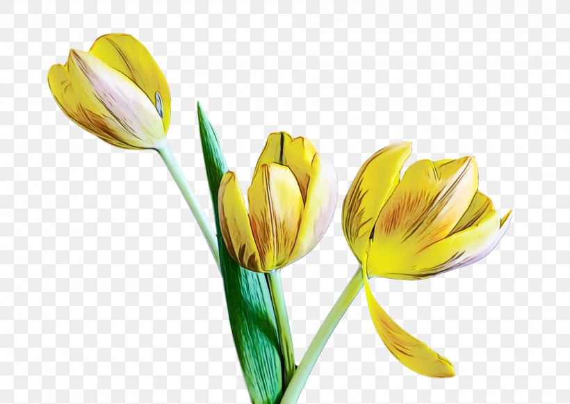 Flower Yellow Petal Cut Flowers Plant, PNG, 1920x1362px, Spring Flower, Bud, Crocus, Cut Flowers, Flower Download Free