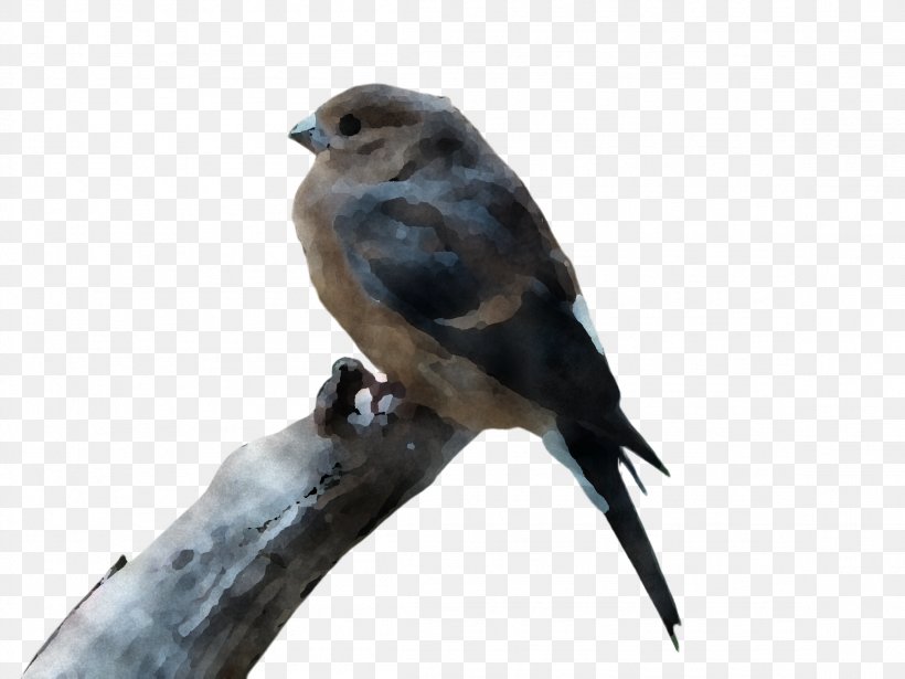 Bird Beak Swallow Perching Bird Falconiformes, PNG, 2308x1732px, Bird, Beak, Falconiformes, Finch, Perching Bird Download Free