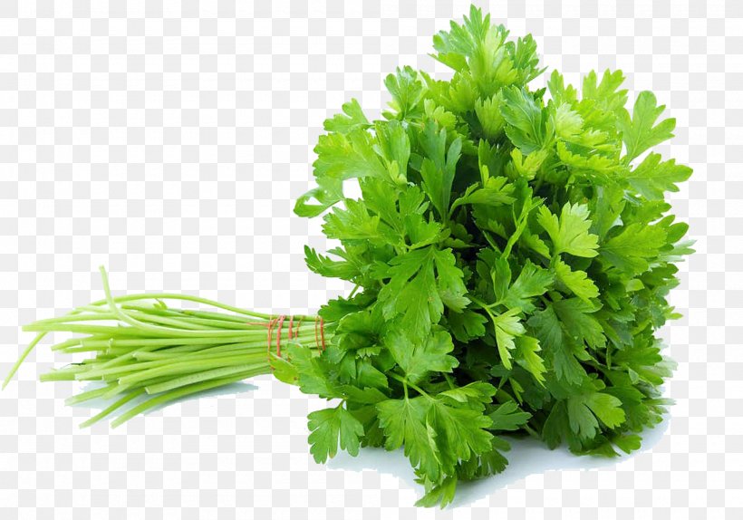 Celery Vegetable Parsley Coriander Herb, PNG, 2000x1400px, Celery, Broccoli, Cauliflower, Chinese Cabbage, Coriander Download Free