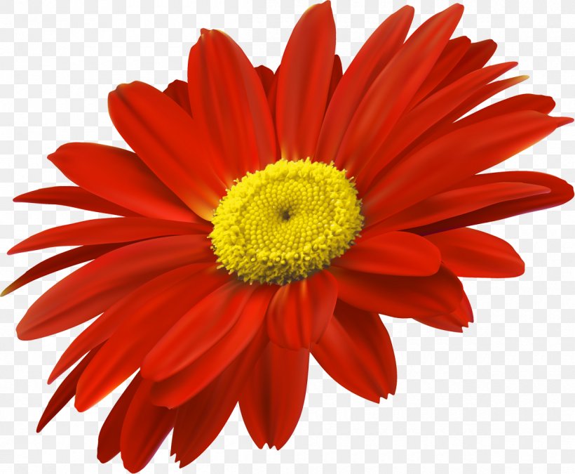 Flower Chrysanthemum, PNG, 1200x988px, Flower, Artworks, Chrysanthemum, Chrysanths, Cut Flowers Download Free