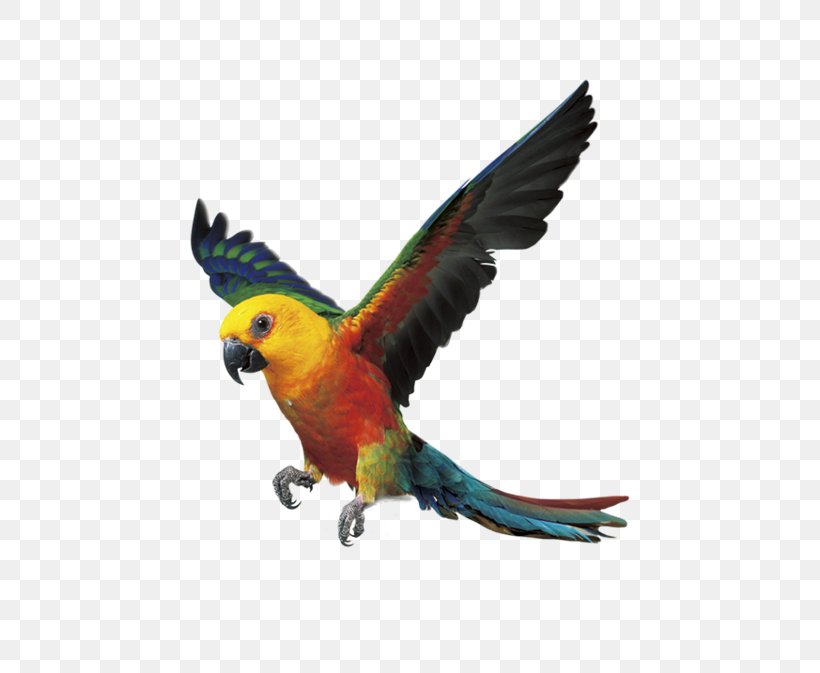 Flying Parrot Bird Digital Video Recorders, PNG, 600x673px, Parrot, Android, Beak, Bird, Camcorder Download Free