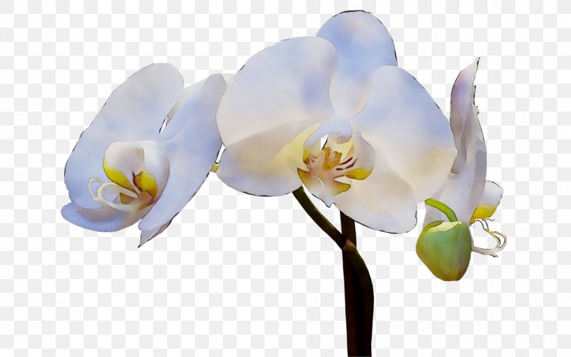 Moth Orchids Cut Flowers Plant Stem, PNG, 1888x1180px, Moth Orchids, Branching, Cattleya, Cut Flowers, Flower Download Free