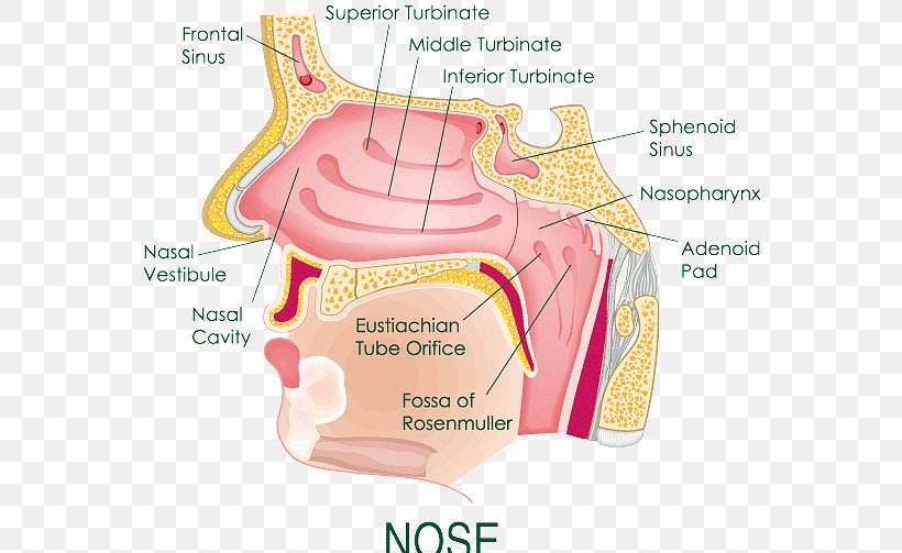 Anatomy Of The Human Nose Nasal Cavity Diagram, PNG, 575x503px, Watercolor, Cartoon, Flower, Frame, Heart Download Free