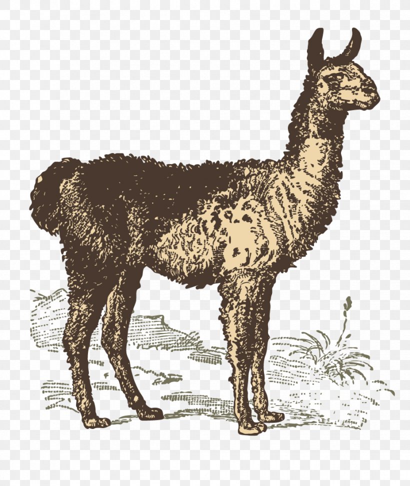 Llama Goat Sheep Clip Art, PNG, 927x1099px, Llama, Animal, Camel Like Mammal, Drawing, Eventoed Ungulate Download Free