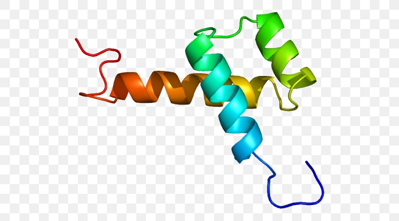 NK2 Homeobox 1 Gene Thyroid Peroxidase Transcription Factor, PNG, 564x456px, Homeobox, Artwork, Corepressor, Dna, Enzyme Download Free