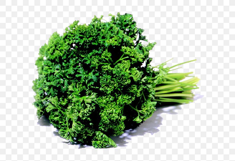 Parsley Leaf Vegetable Karpas Herb, PNG, 750x563px, Parsley, Anise, Broccoli, Chinese Broccoli, Food Download Free