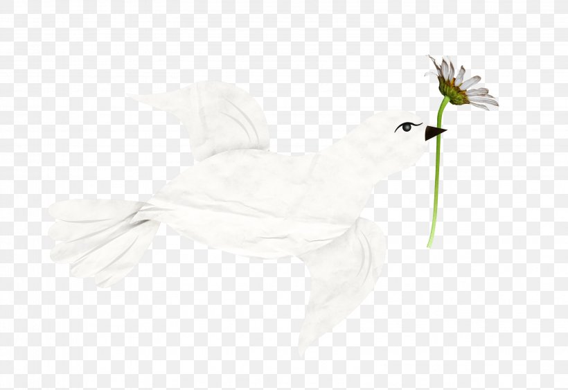 Beak Feather, PNG, 3224x2216px, Beak, Bird, Feather, Flower, White Download Free
