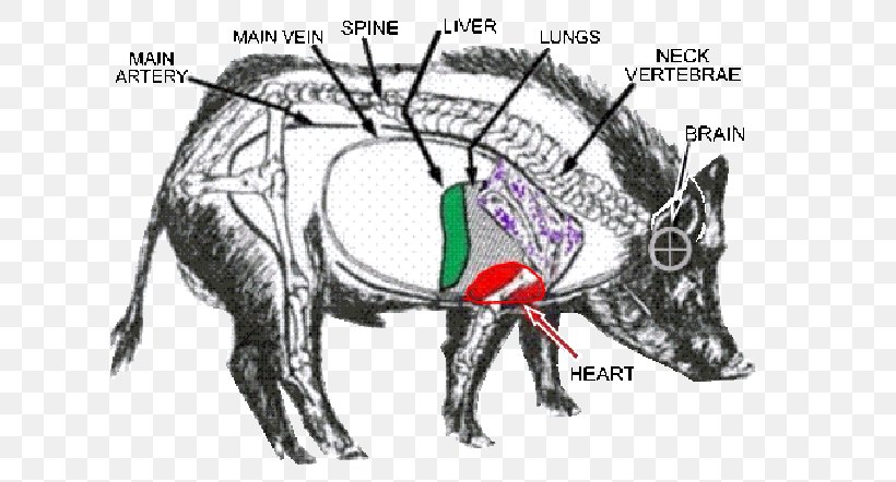 Wild Boar Boar Hunting Shooting Feral Pig, PNG, 657x442px, Watercolor, Cartoon, Flower, Frame, Heart Download Free