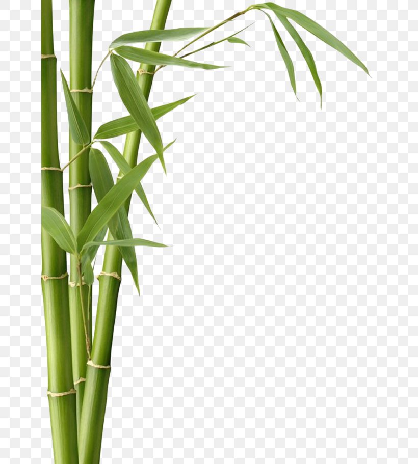 Bamboo Textile Bamboo Charcoal Leaf Fargesia Murielae, PNG, 658x911px, Bamboo, Bamboe, Bamboo Charcoal, Bamboo Textile, Borinda Download Free
