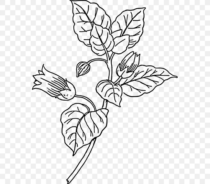 Belladonna Plant Clip Art, PNG, 569x720px, Belladonna, Artwork, Atropa, Black And White, Branch Download Free