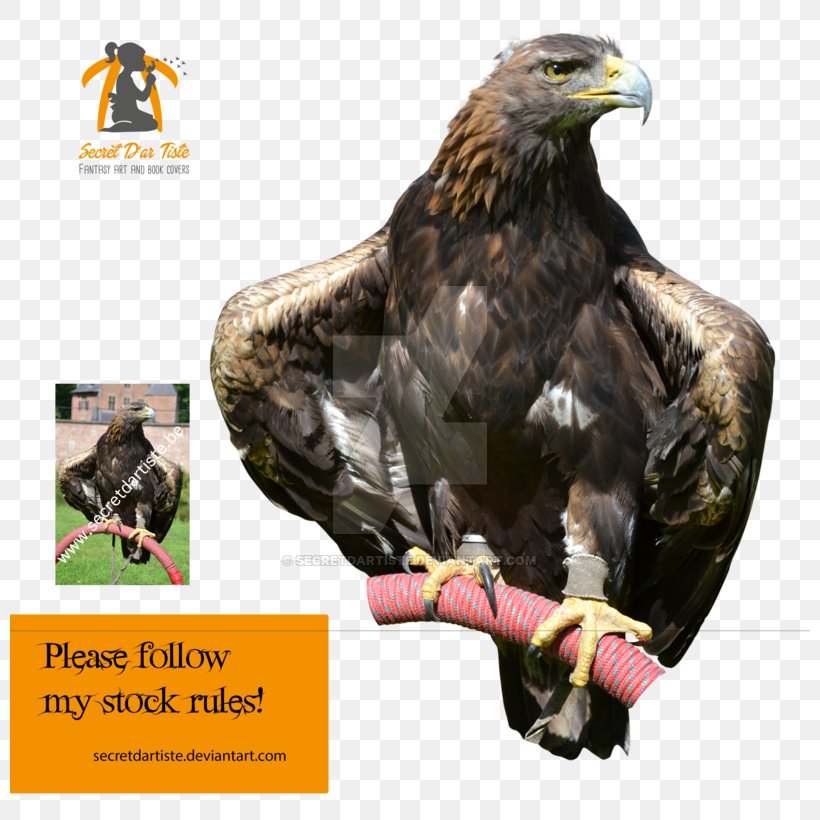Eagle Fauna Advertising Beak, PNG, 800x820px, Eagle, Accipitriformes, Advertising, Beak, Bird Download Free