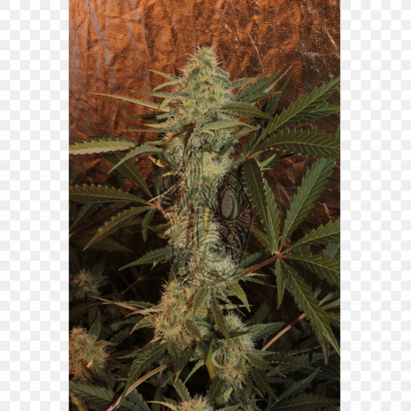 Feminized Cannabis Skunk Seed Online Shopping, PNG, 1024x1024px, Cannabis, Artikel, Feminized Cannabis, Hemp, Hemp Family Download Free