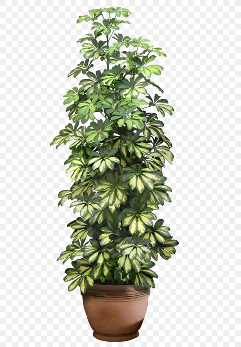 Houseplant Flowerpot Clip Art, PNG, 591x1178px, Plant, Evergreen, Flower, Flower Garden, Flowerpot Download Free