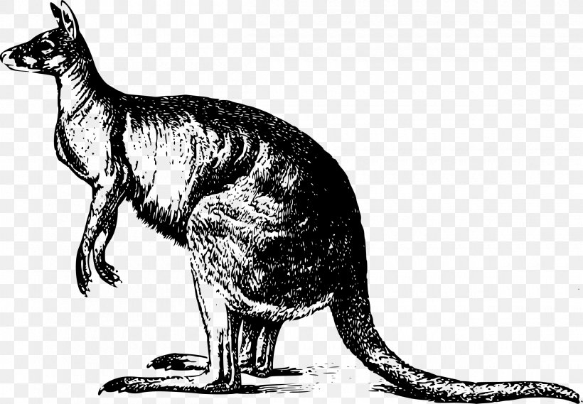 Kangaroo Drawing, PNG, 2400x1667px, Kangaroo, Animal, Black And White, Carnivoran, Cat Download Free