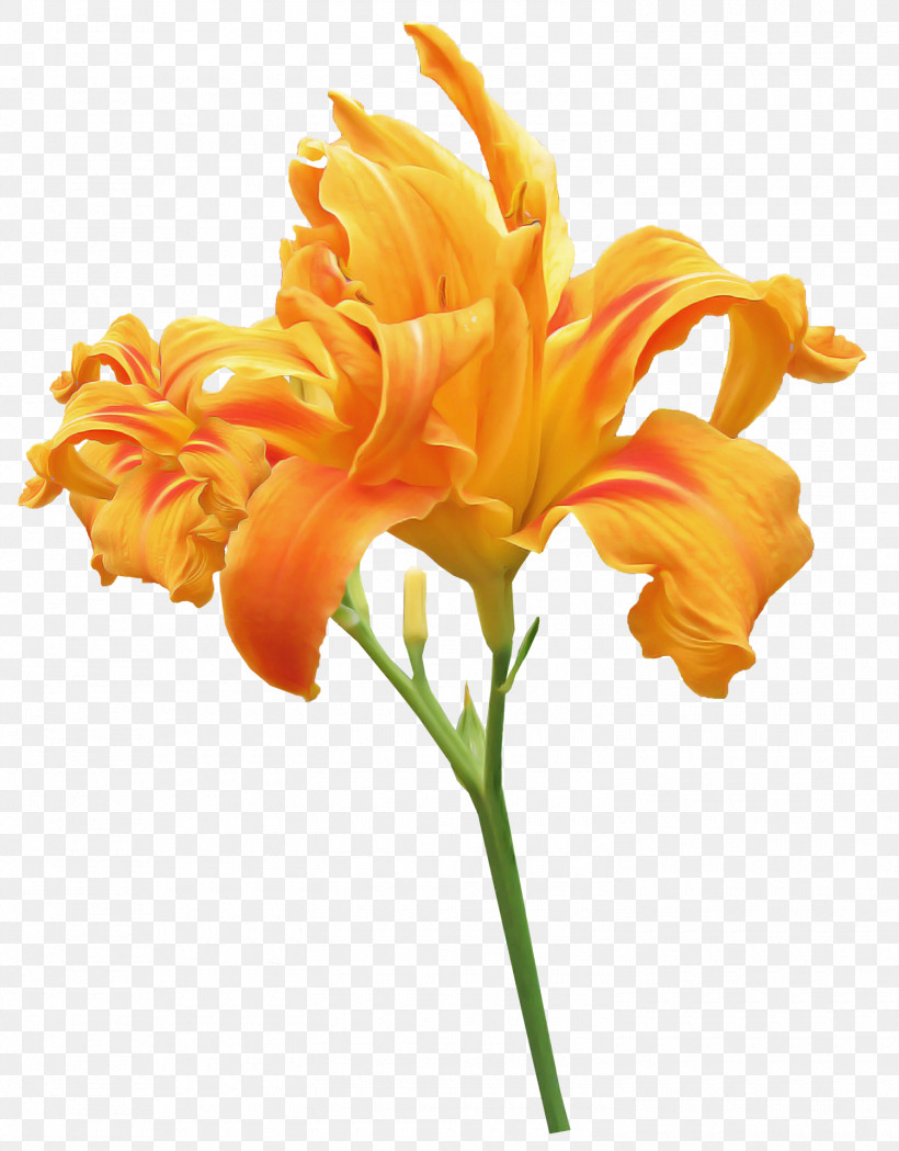 Orange Day-lily Orange Lily Plant Stem Flower Tiger Lily, PNG, 1500x1920px, Orange Daylily, Arumlily, Canna, Daylilies, Easter Lily Download Free