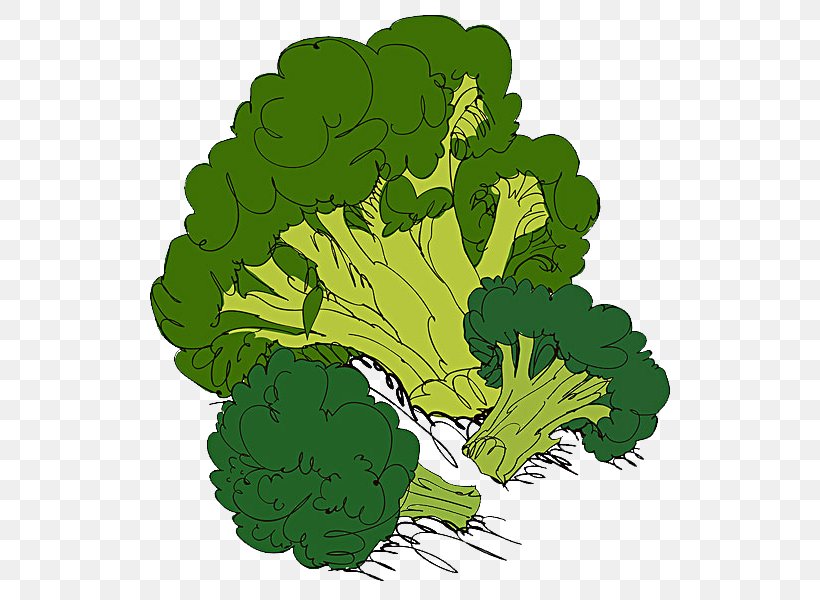 Cauliflower Broccoli Organic Food Cabbage Illustration, PNG, 600x600px, Cauliflower, Brassica Oleracea, Broccoli, Cabbage, Food Download Free