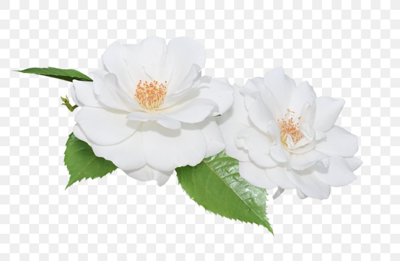 White Drawing Cartoon, PNG, 800x536px, White, Animaatio, Animated Film, Blossom, Cabbage Rose Download Free