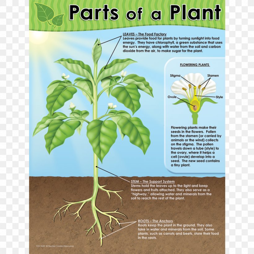 Chart Worksheet Plant Diagram Teacher, PNG, 900x900px, Chart, Diagram, Education, From Seed To Plant, Herb Download Free