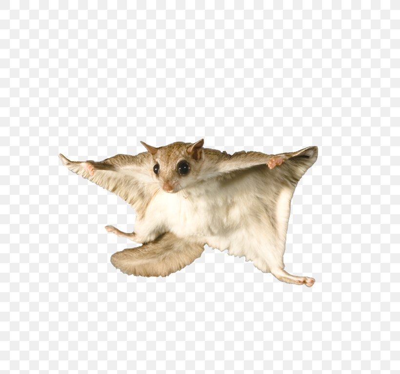 Flying Squirrel Bat Raccoon Rodent, PNG, 768x768px, Squirrel, Animal Control And Welfare Service, Bat, Carnivoran, Cat Download Free